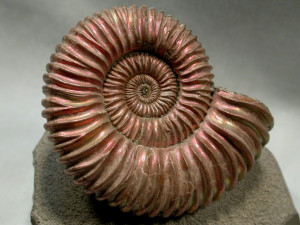 Ammonite